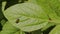 Green ripening soybean field, agricultural landscape.