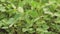 Green ripening soybean field, agricultural landscape.