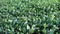 Green ripening soybean field, agricultural landscape. Soybean plantation on a sunny day