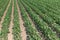 Green ripening soybean field. Rows of green soybeans. Soy plantation.