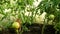 Green ripening sprouting tomatoes in a greenhouse on a summer day. Turning tomato vegetables in the garden. Heat-loving plants in