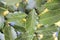 Green ripped natural laurel leaves with streak on a yellow background