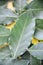 Green ripped natural laurel leaves with streak on a yellow background