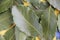 Green ripped natural laurel leaves with streak on a yellow background