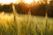 Green rising wheat field in the bright sunset