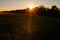 Green rising wheat field in the bright sunset