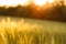 Green rising wheat field in the bright sunset