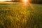 Green rising wheat field in the bright sunset