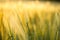 Green rising wheat field in the bright sunset