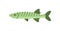 Green river fish isolated icon