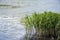 Green river reeds on the river bank. Beautiful calm nature landscape. Copy space.