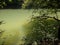 Green river with reflections of trees