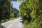 Green roadside and empty road landscape. Beautiful tropical roadscape photo. Exotic island journey.