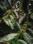 Green Robusta coffee beans ripening on the bush. Green leaves are visible