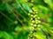 Green Robusta coffee plant and Fresh