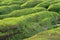 Green rock on coastline