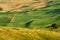 Green rolling hills of farmland wheat fields seen from the Palouse