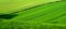 Green rolling wheat fields with lines of tractor tyre tracks running up the green field, Sussex, England