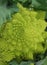 Green Romanesco Cauliflower