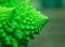 Green Romanesque broccoli detailed texture close up