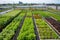 green rooftop farm, filled with vegetables and fruits