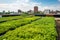 green rooftop farm, growing fresh produce and herbs