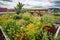 green rooftop garden, with blooming flowers and greenery