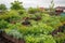 green rooftop garden with vegetables, herbs, and flowers