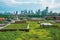 green rooftops with view of the city skyline, showing how green buildings can blend into urban surroundings