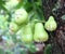 Green rose apple or chomphu