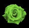 green rose on the black isolated background with clipping path. no shadows. Closeup. For design, texture, borders, frame,