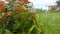 On the green rose bushes, water pours, water drops flow down the leaves and fall, and on the background without focus