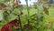 On the green rose bushes, water pours, water drops flow down the leaves and fall, and on the background without focus