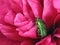 green rose chafer, Cetonia aurata, in pink peony flower with water drops after rain shower, detail macro shot close up