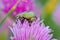 The green rose chafer on chive flowers