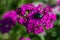 Green rose chafer, large big, Cetonia aurata in bright pink purple flowers heart-shaped carnations