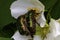 The green rose chafer mating on Montpellier cistus