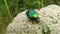 The green rose chafer on a wild carrrot flower