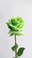 Green rose flower copy space blurred background