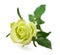 Green rose isolated on white background