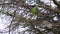 Green rose-necked parakeet Psittaculidae eating fresh buds in spring in a tree holding the blossom with its claw and opening