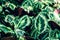 Green Rose painted Calathea (Calathea roseopicta), Evergreen houseplant