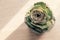 A green rose from pineapple stalk in handmade cement pot on white background