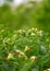 Green rosehip bush in the field