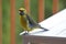 Green Rosella Bird Tasmania Australia