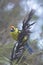 Green Rosella Bird Tasmania Australia