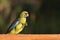 Green Rosella Bird Tasmania Australia