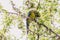 Green rosella eating fruits from a tree