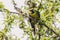 Green rosella eating fruits from a tree