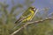 Green Rosella Parrot perched on branch